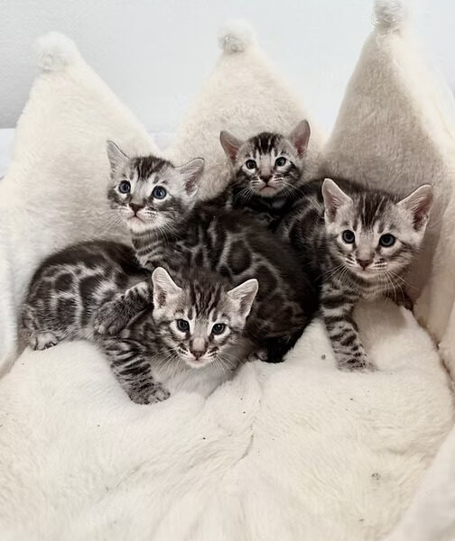 Two Silver Male Bengal Kittens Available!