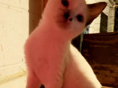 Beautiful Snowshoe Siamese Kittens