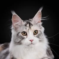 Diamond Mountain Maine Coons