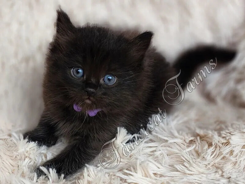 Light Purple Collar Girl