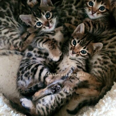 Glitterati Bengals