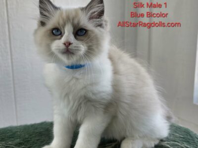 AllStar Ragdolls - Silk Male 1 - Blue Bicolor