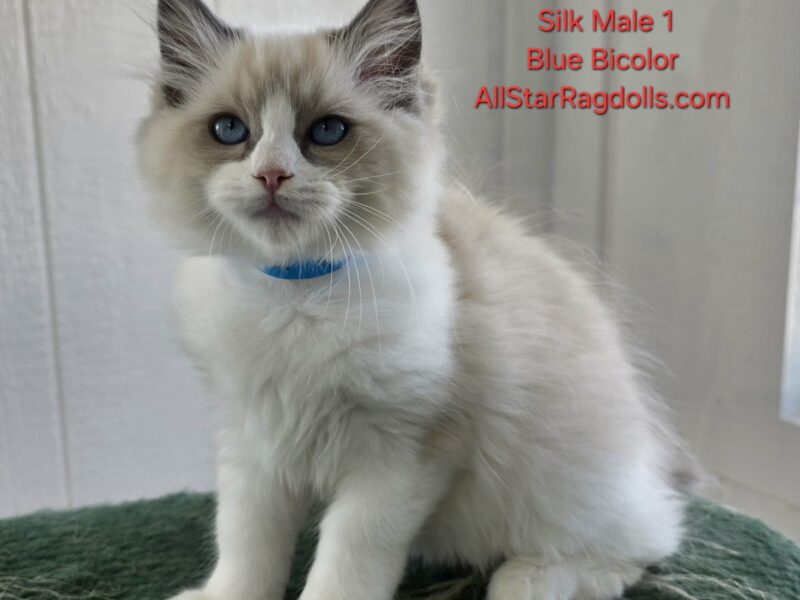 AllStar Ragdolls - Silk Male 1 - Blue Bicolor