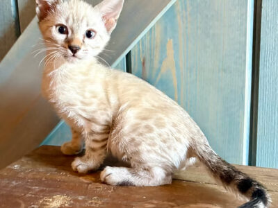Silver Spotted Lynx Boy