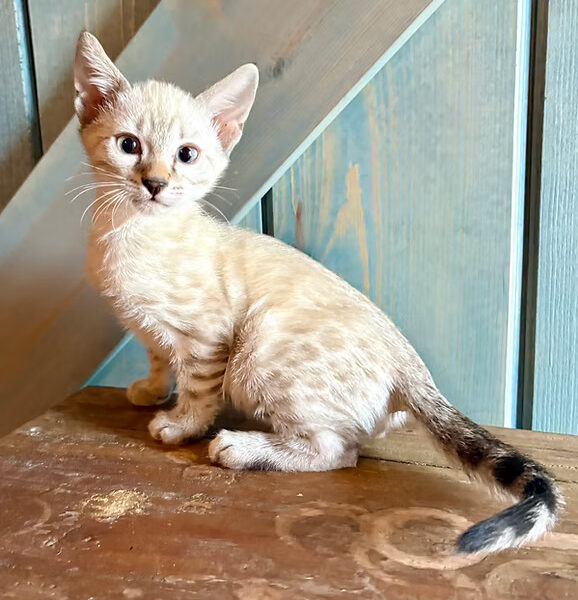 Silver Spotted Lynx Boy