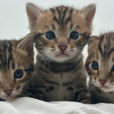 Stratokatzer Bengals