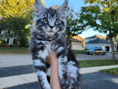 CleoCatra WittyKittyCoon