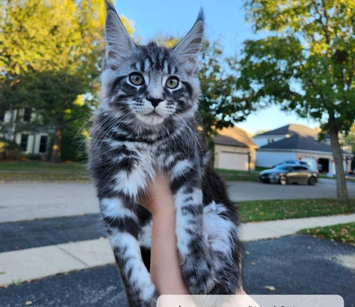 CleoCatra WittyKittyCoon