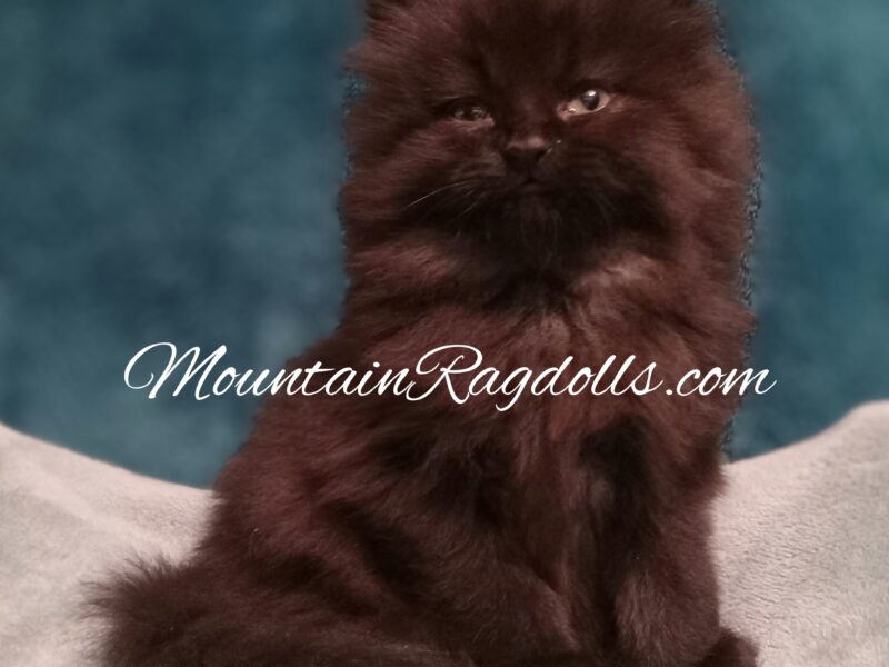 Naturally Raised Ragdoll Kittens