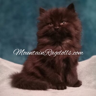 Mountain Ragdolls