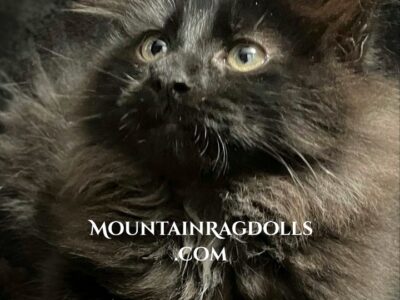 Black Mountain Ragdolls