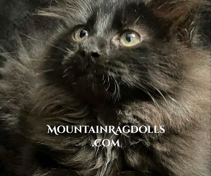 Black Mountain Ragdolls