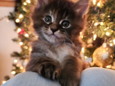 Tortie Main Coon Kitten