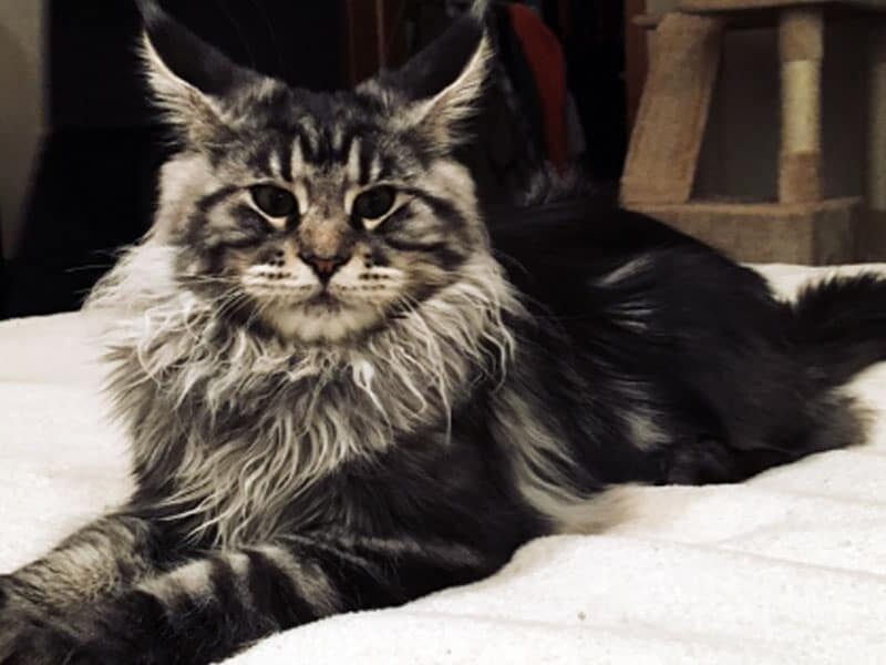 Dynasty Maine Coons