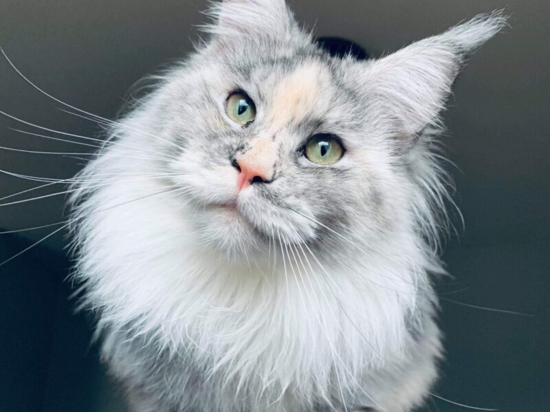 Dawntreader Maine Coons