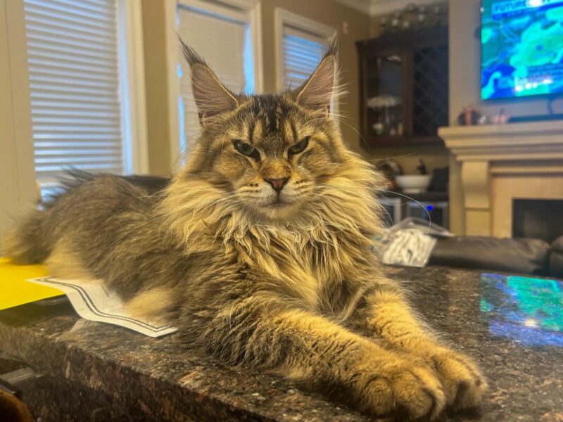 Wolfhound Maine Coon Cattery