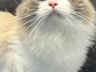 My.Cheamragdolls Cattery