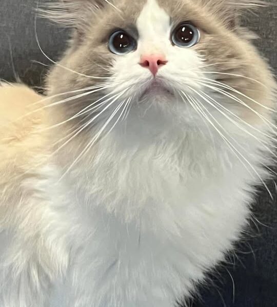 My.Cheamragdolls Cattery