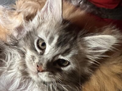 Black Ivy Maine Coons & Homestead