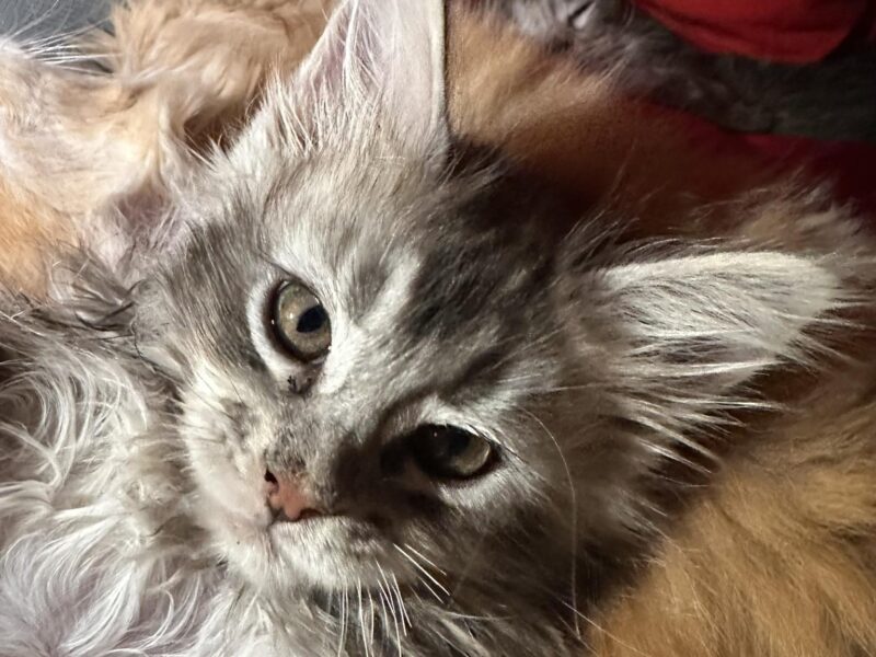 Black Ivy Maine Coons & Homestead