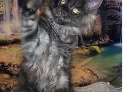 Charlie WittyKittyCoon