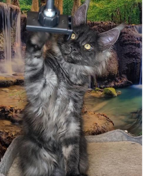 Charlie WittyKittyCoon