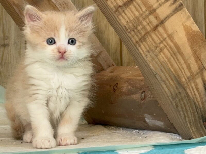 Beautiful Purebred ESA Ragdoll kittens