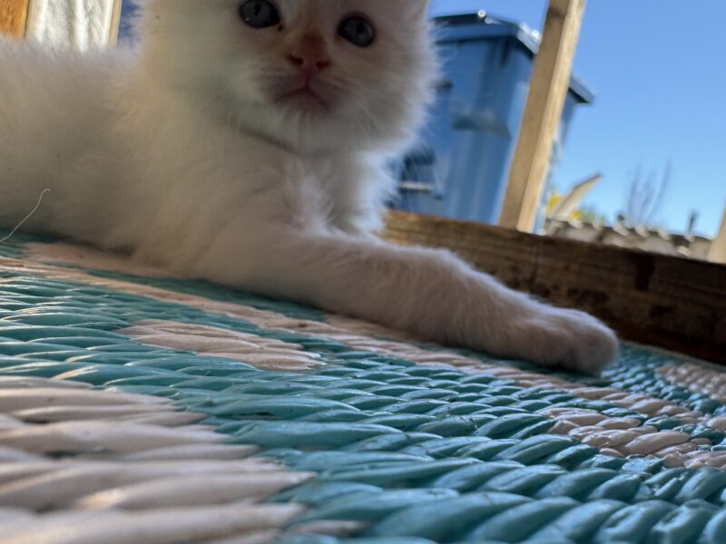 Beautiful Purebred ESA Ragdoll kittens
