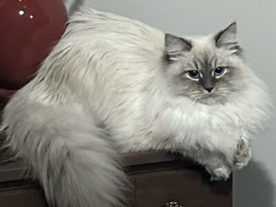 Siberian Blue Cattery