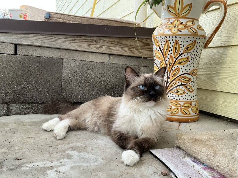 Beautiful Purebred ESA Ragdoll kittens