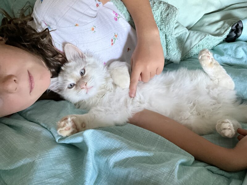 Beautiful Purebred ESA Ragdoll kittens