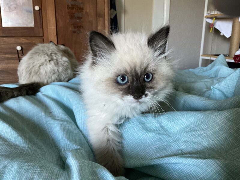 Beautiful Purebred ESA Ragdoll kittens