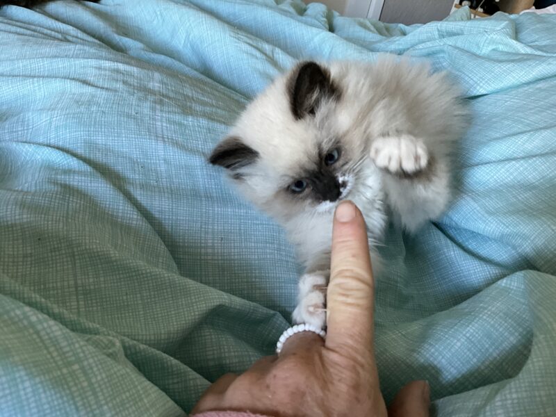 Beautiful Purebred ESA Ragdoll kittens
