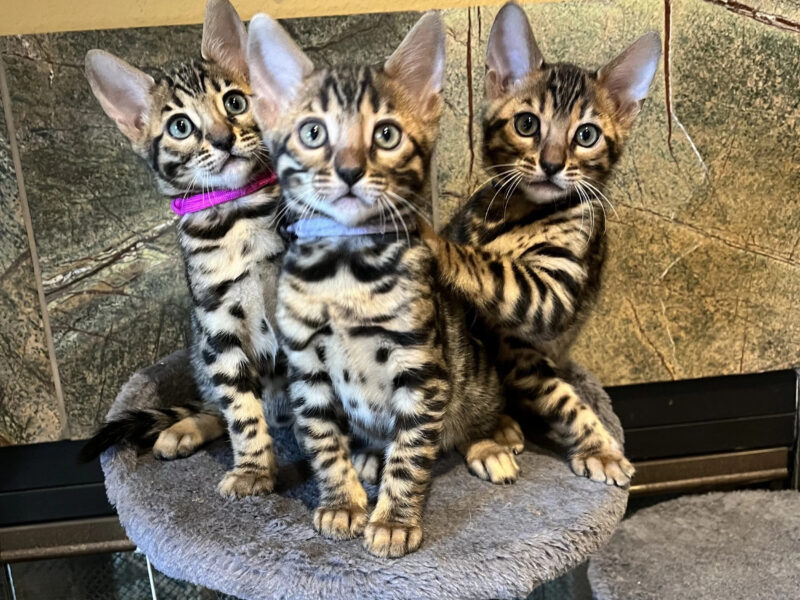 Four Seasons Bengals