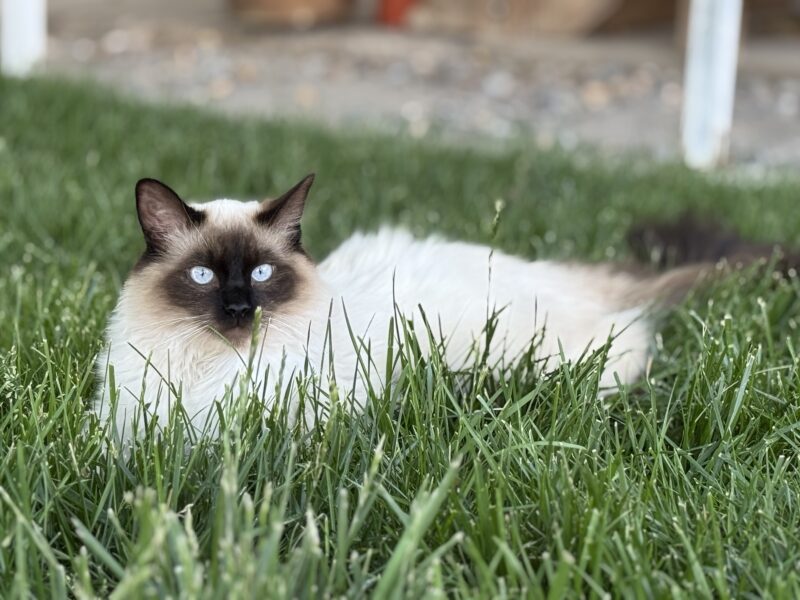 Beautiful Purebred ESA Ragdoll kittens