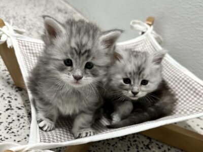 Rocky Mountain Maine Coons