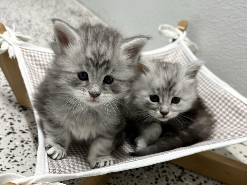 Rocky Mountain Maine Coons