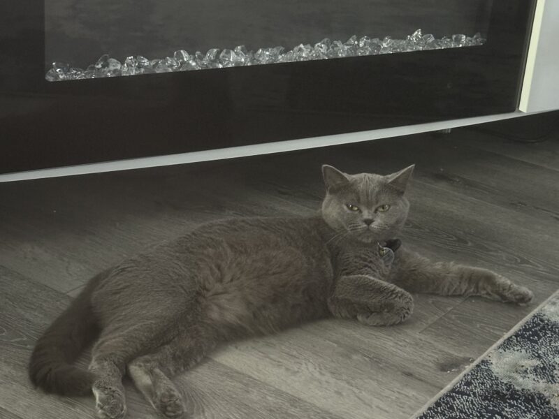 Scottish Fold Kittens For Sale