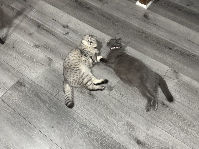 Scottish Fold Kittens For Sale