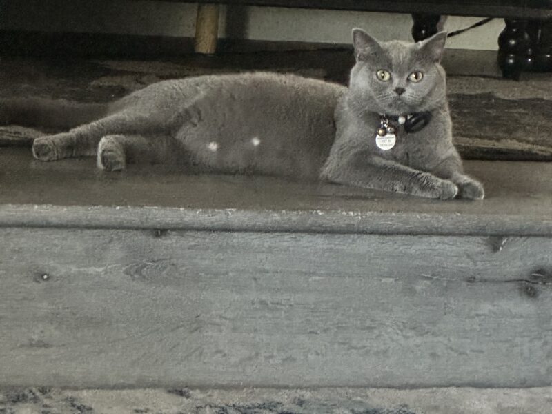 Scottish Fold Kittens For Sale