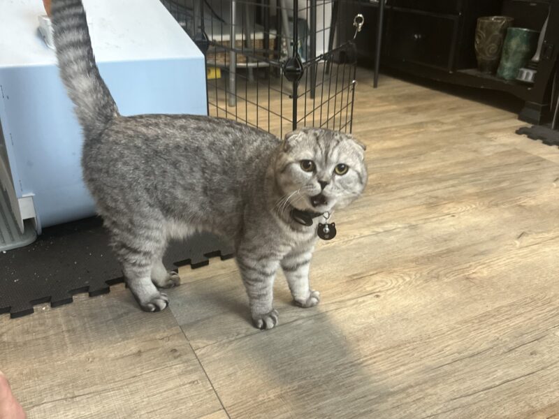 Scottish Fold Kittens For Sale