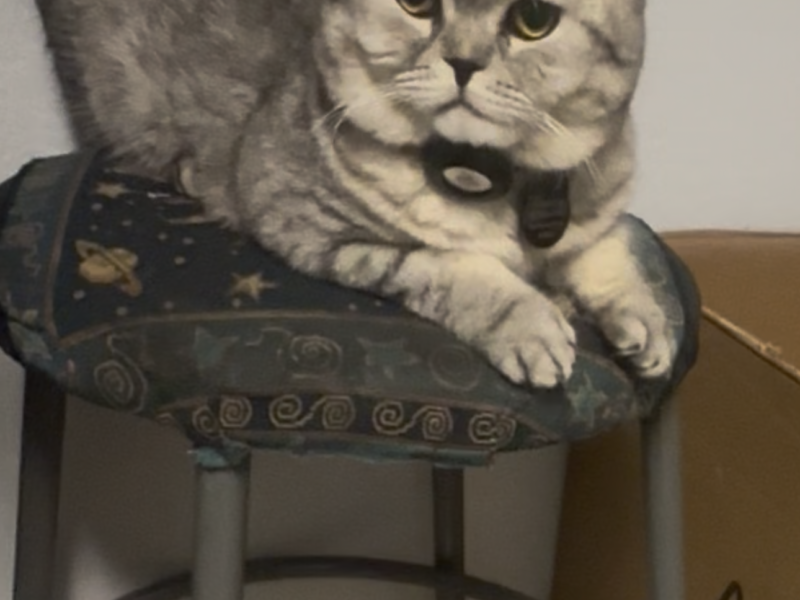 Scottish Fold Kittens For Sale