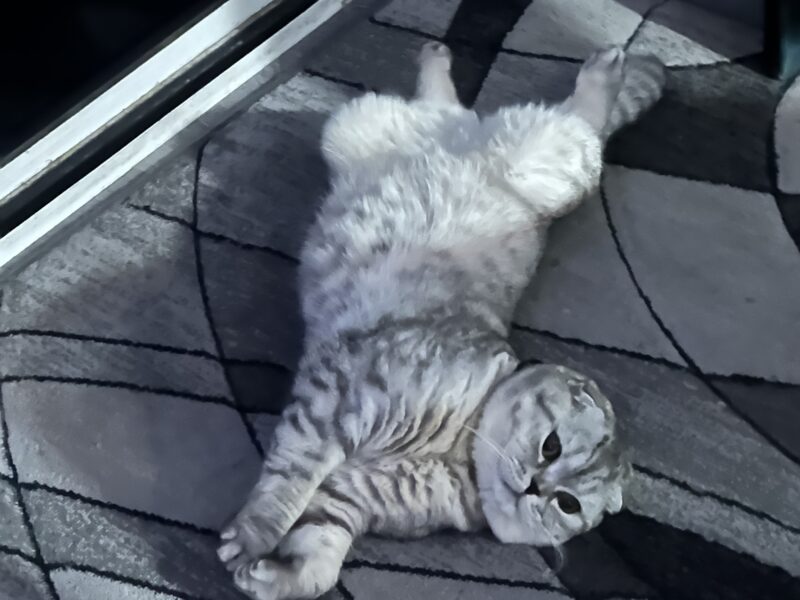 Scottish Fold Kittens For Sale