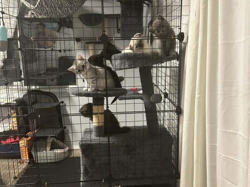 Scottish Fold Kittens For Sale