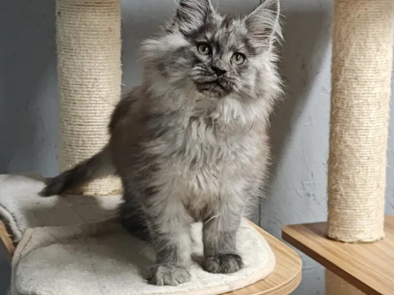 Cossatot Maine Coon Cats
