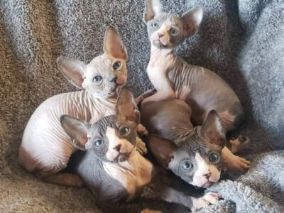 Arizona Diamond Cattery