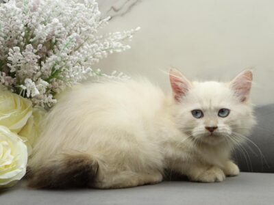 Romanov Dynasty Siberian Cattery