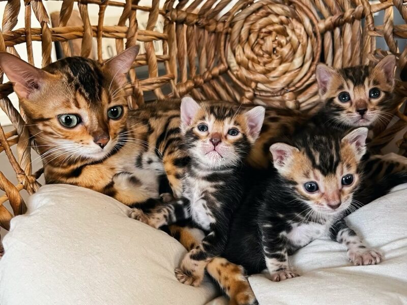 Mew’s Bengals