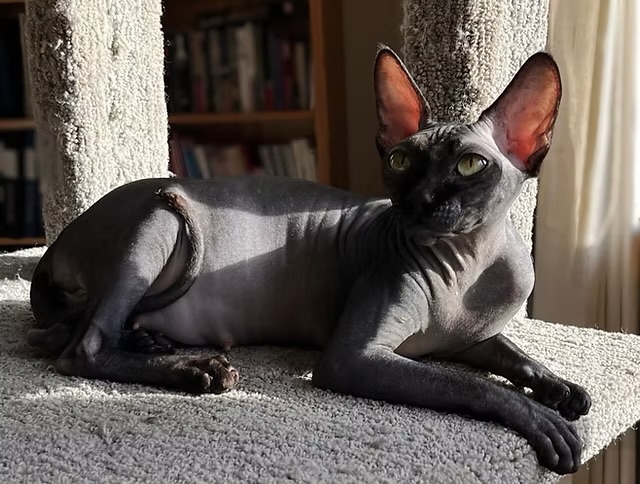 Bare Sphynx AB