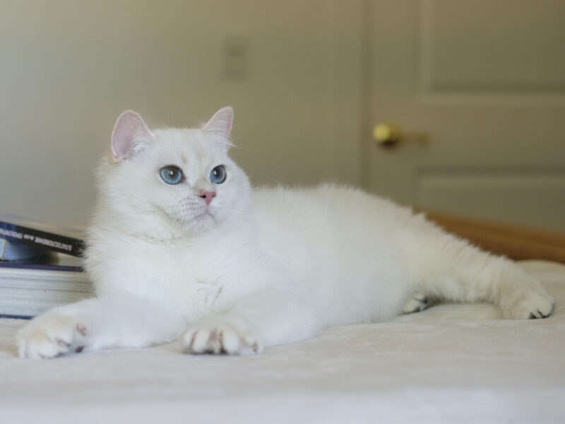 Silver Tales Cattery